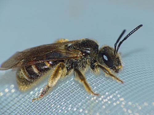 Réf. 319 763 : Lasioglossum sp.